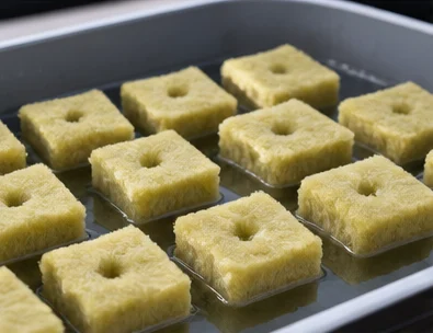 Cubes de laine de roche en train de tremper dans un bac