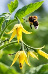 Bourdon butinant une fleur de tomate