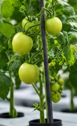 Tomates vertes sur un plant tuteuré