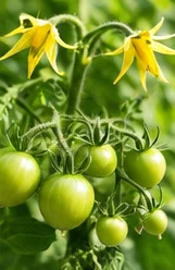 Petites tomates vertes nouées sous les fleurs