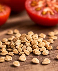 Graines de tomate sur une planche