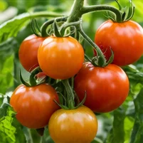 Tomates au stade tournant, orange et rouges