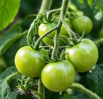 Grappe de tomates encore vertes
