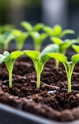 Levée des jeunes plants de tomate