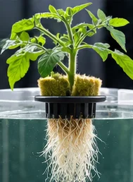 Jeune plant de tomate dans un panier au-dessus d’un bac d’eau