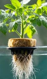 Plant de tomate repiqué dans un panier au-dessus de la solution