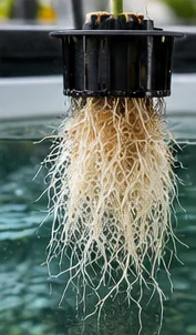 Racines blanches et saines sous un panier hydroponique