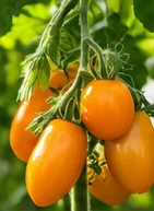 Tomates allongées orange