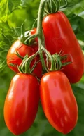 Tomates allongées rouges