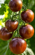 Tomates cerises brun chocolat