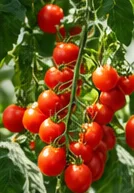 Grappe de petites tomates cerises rouges