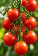 Grappe de tomates cerises rouges