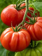 Grosses tomates cœur de bœuf