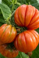 Tomates côtelées orangées