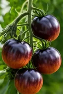 Tomates noires violacées