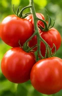 Tomates rondes rouges en grappe