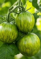 Tomates vertes zébrées
